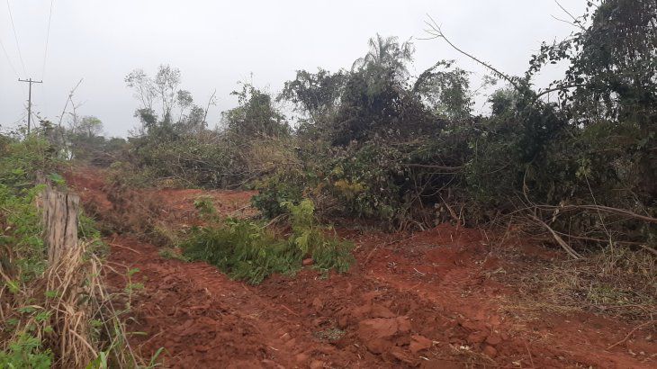 San Pedro: Galopante deforestación para expansión del cultivo de soja