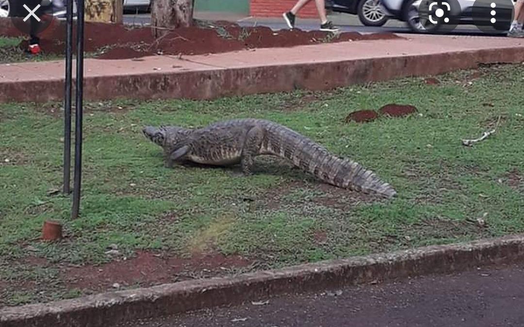 Yacarés huyen a causa de acumulación de basura en el Lago de la República