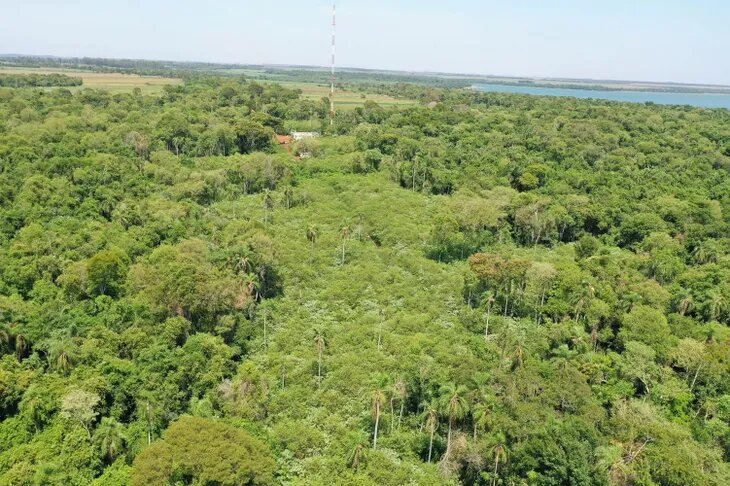 Tras ser depredadas  11 hectáreas en Puerto Indio,  vuelve a verse lo  verde