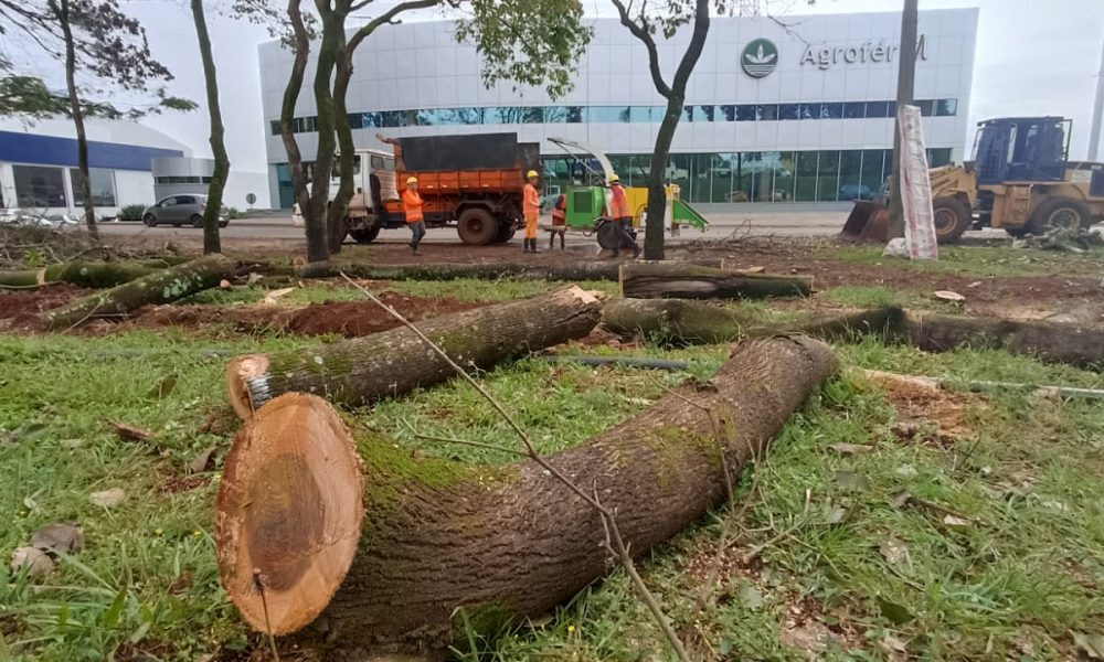 SUCESOS: Fiscalía interviene y ordena parar tala de árboles en espacio del MOPC