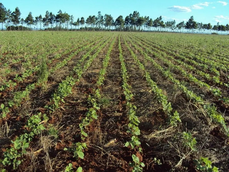 ECONOMÍA: Las lluvias benefician a los cultivos de soja a nivel país