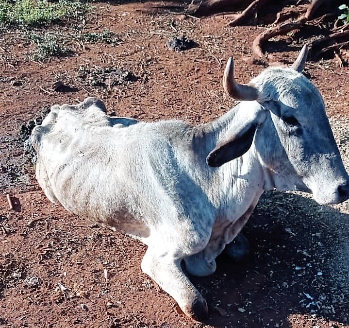 SUCESOS: ANIMALES ENFERMOS Y VIEJOS SON FAENADOS Y LA CARNE “REMATADA” A PRECIOS BAJOS