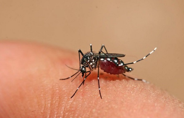 PAÍS: Casos de chikungunya aumentan y superan levemente a los de dengue