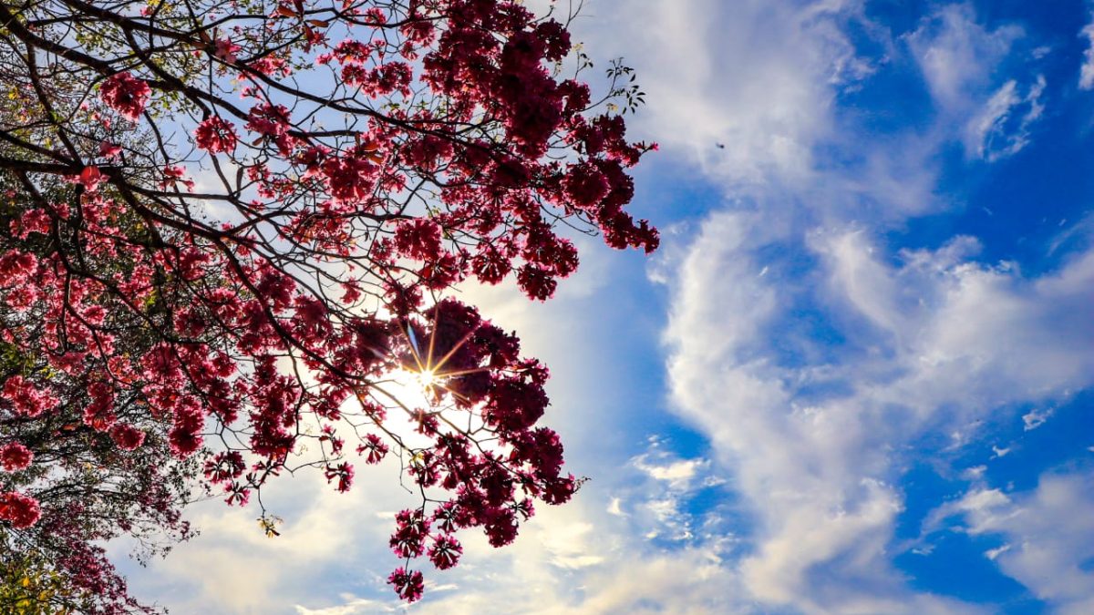 CLIMA: Temperatura en aumento y lluvias a partir del jueves