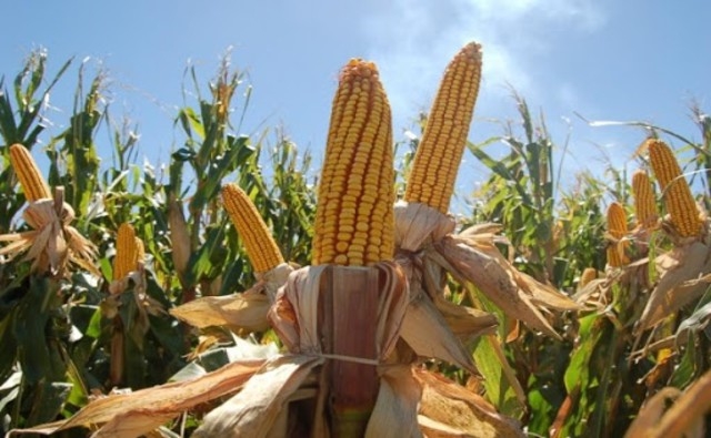 ECONOMÍA: Envío de maíz supera históricamente a la soja y sus derivados