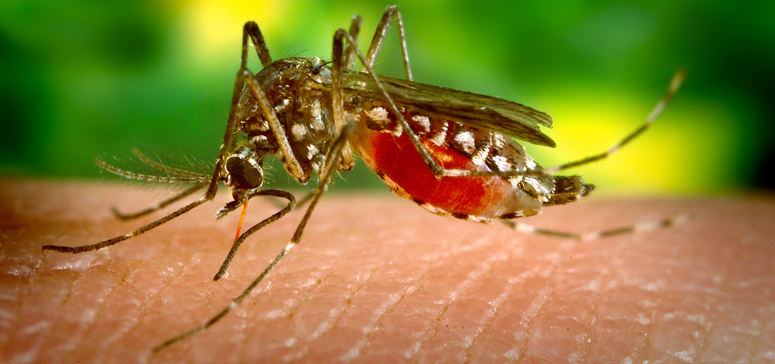 SALUD: Casos de Dengue y Chikungunya van en ascenso