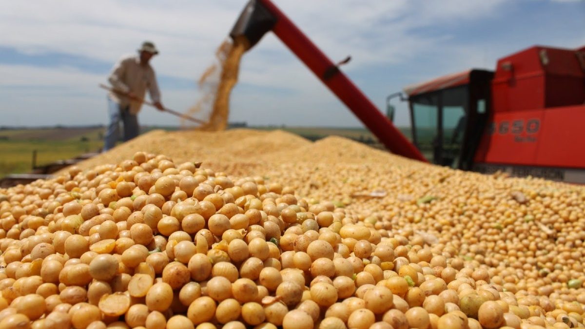 ECONOMÍA: Precio de la soja se disparó a más de USD 550 por tonelada