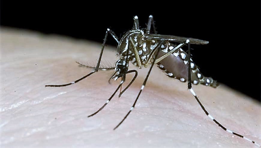 NACIONALES: Emiten alerta ante amenaza y dispersión nacional de Chikungunya