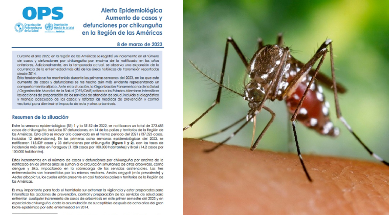 NACIONALES: OPS emite alerta regional ante aumento de casos y fallecidos por chikungunya
