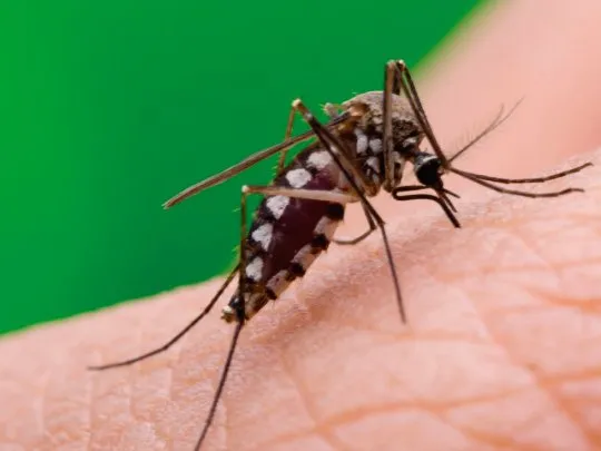 INFORMACIONES: ¿Cómo afecta la chikunguña en pacientes diabéticos?