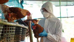 INTERNACIONALES: OMS registra en China primera muerte por gripe aviar H3N8 en el mundo