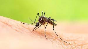 INTERNACIONALES: MAYARO virus transmitido por el mosquito que enciende las alertas